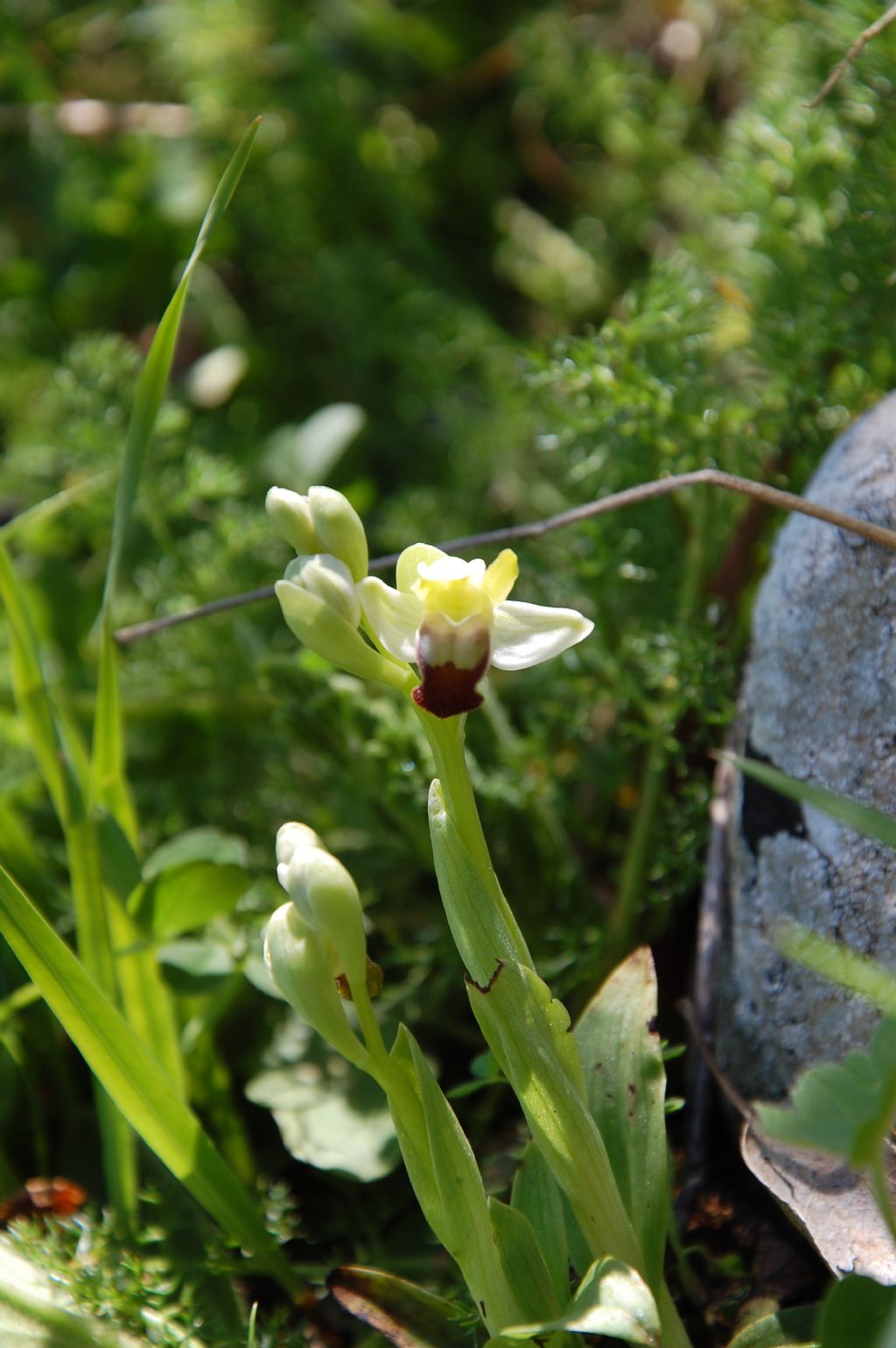 Ophrys pallida